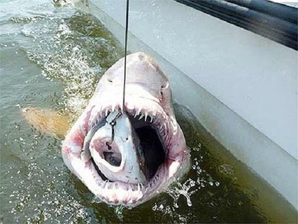 Cũng chính vì có được lượng protein cao ngay từ khi còn trong bụng mẹ, nên khi sinh ra cá mập hôt cát baby có thể dài tới 3 feet (gần 1m). Trong ảnh là cảnh tượng một con cá mập hổ cát lớn đang cố gắng ăn thịt con nhỏ hơn.