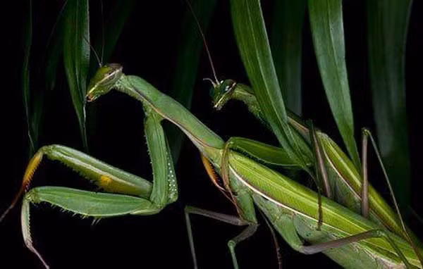 Thông thường, bọ ngựa cái sẽ ăn thịt bạn tình của mình, cụ thể là "nhai đầu" để có được nguồn dinh dưỡng dồi dào cho quá trình mang thai sau đó. Mặc dù vậy bọ ngựa đực vẫn có thể thực hiện việc giao phối thêm vài giờ sau khi mất đầu.
