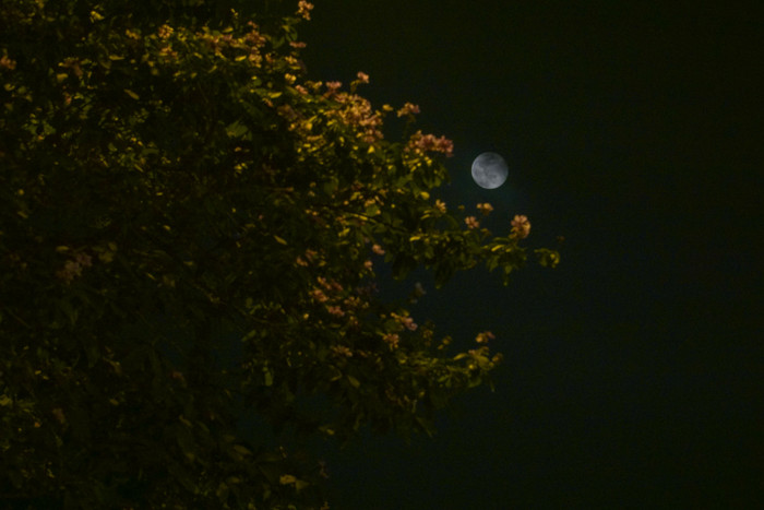 Siêu trăng tại Hà Nội ở phía trên những bông hoa bằng lăng vào hạ.