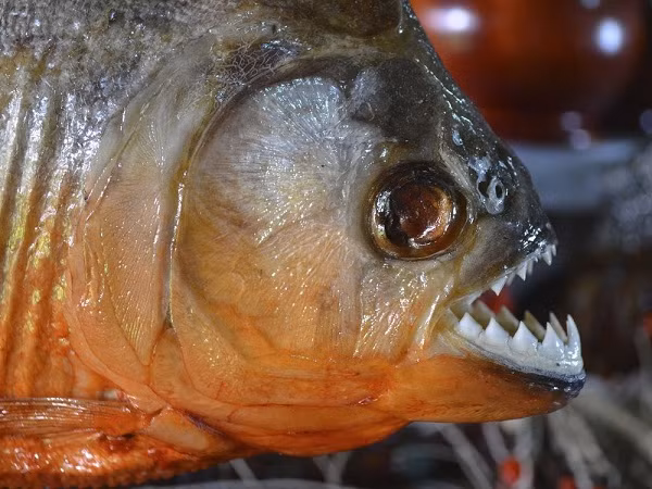 Loài Piranha còn tạo ra các loại tiếng ồn để truyền đạt các thông điệp khác nhau tới đồng loại như lời cảnh báo bằng tiếng "bark".