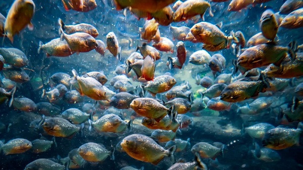 Cơn ác mộng về loài cá này bắt nguồn từ những bộ phim điện ảnh của Hollywood, khi kẻ xấu số nào lỡ rơi xuống hồ nước đầy rẫy cá Piranha sẽ bị những con cá đói xâu xé trong tích tắc.