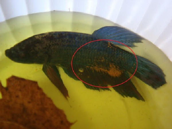 Đối với những người nuôi cá cảnh, đặc biệt là loài cá rồng, lá bàng khô được sử dụng để tạo màu, ngăn ngừa một số vi khuẩn và các loại nấm. Chiết xuất từ lá bàng sẽ tái lập một môi trường gần tự nhiên hơn cho loài cá sinh trưởng, giúp bộ vây cá đều to, dầy và sáng bóng, đồng thời khi va chạm mạnh cá ít có khả năng rụng vây.