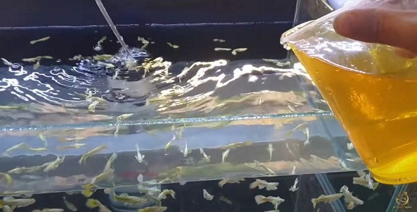 Ngoài ra, sử dụng nước cốt lá bàng đổ trực tiếp vào bể cá sẽ nhanh chóng và tiện lợi hơn, sau 1-2 ngày sẽ thấy nước biến đổi thành màu nâu và phát huy tác dụng. Theo kinh nghiệm của người chơi cá cảnh, chỉ chọn lá bàng khô, đã úa vàng hoặc rớt rụng có màu nâu đỏ.