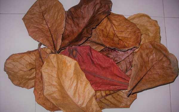 Được rao bán và sử dụng phổ biến là vậy, tuy nhiên, ở Việt Nam vẫn chưa có nghiên cứu chính thức nào về hiệu quả của lá bàng khô trong việc phòng và điều trị bệnh cho động vật thủy sản.