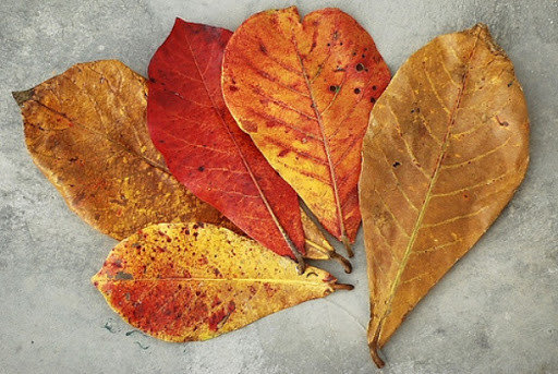 Trong lá bàng chứa nhiều chất như Flavonoid, bao gồm isovitexin, vitexin, isoorientin, rutin và triterpenoiods, được sử dụng rộng rãi để điều trị bệnh hay kháng viêm, ức chế enzyme. Ngoài ra còn có axit humic được xem như là một loại kháng sinh cho cá và là thuốc diệt nấm.