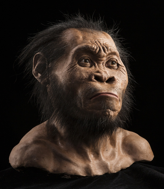 Loài người Homo naledi lựa chọn ở lại vĩnh viễn miền đất Nam Phi, cái nôi của nhân loại. Những hóa thạch ít ỏi của họ có niên đại khoảng 250.000 năm. Loài người này là những người hang động khá nhỏ con so với các loài người khác, chiều cao dưới 1,5 m và nặng chỉ khoảng 45 kg.