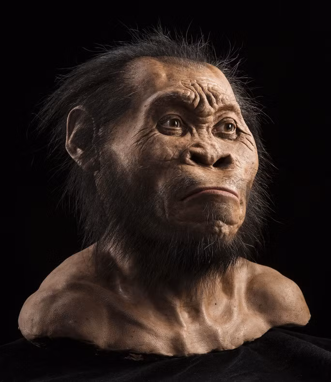 Loài người Homo naledi lựa chọn ở lại vĩnh viễn miền đất Nam Phi, cái nôi của nhân loại. Những hóa thạch ít ỏi của họ có niên đại khoảng 250.000 năm. Loài người này là những người hang động khá nhỏ con so với các loài người khác, chiều cao dưới 1,5 m và nặng chỉ khoảng 45 kg.