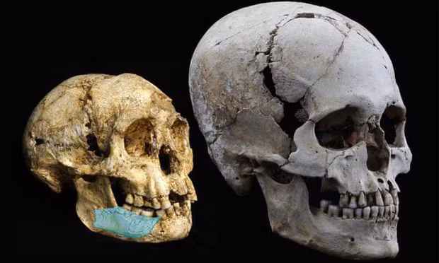 Nhiều hóa thạch, mẫu vật mới nhất có niên đại khoảng 67.000 năm của loài Homo luzonensis. đã được phát hiện tại hang Callao, thuộc đảo Luzon (Philippines). Do số lượng rất ít nên mô tả về họ vẫn chưa rõ ràng, nhưng phân tích ban đầu cho thấy họ cũng là một giống người lùn giống người Hobbit.