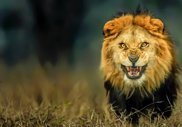 Là một kẻ săn mồi máu lạnh trong thế giới tự nhiên, sư tử không bỏ qua con mồi nào, thậm chỉ là con người. Đây là loài động vật đem đến nhiều cái chết nhất cho con người, ước tính tại châu Phi là khoảng 300 người mỗi năm.