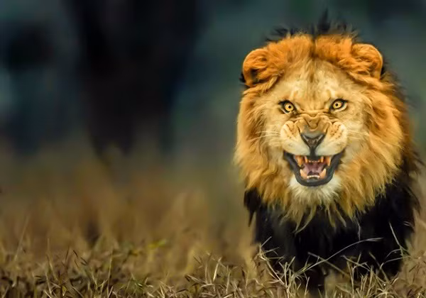 Là một kẻ săn mồi máu lạnh trong thế giới tự nhiên, sư tử không bỏ qua con mồi nào, thậm chỉ là con người. Đây là loài động vật đem đến nhiều cái chết nhất cho con người, ước tính tại châu Phi là khoảng 300 người mỗi năm.