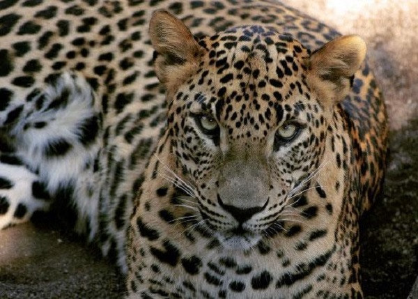 Hổ, báo hoa mai là loài động vật sống về đêm, nhưng đôi khi sẽ có một vài cá thể "bị nghiện" mùi vị của con người. Tại Ấn Độ, đã từng có vụ việc hổ giết chết vài trăm người.