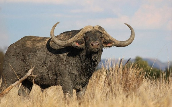 Trâu châu Phi nổi tiếng với cặp sừng "khủng", mặc dù là loài ăn cỏ nhưng chúng cũng chẳng ưa con người. Mỗi năm có khoảng 250 người thiệt mạng do bị tấn công bởi những con trâu tính cách điên loạn và khó lường.