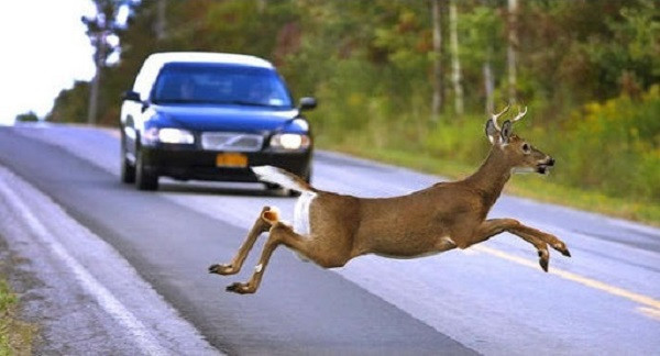 Nghe thì có vẻ khó tin nhưng những con hươu, nai hiền lành và tưởng chừng như vô hại lại là loài động vật mang đến cho con người nhiều cái chết nhất. Trên thực tế, có khoảng 130 người tử vong mỗi năm do chúng sang đường đột ngột và gây tai nạn cho những chiếc ô tô không kịp phản ứng.