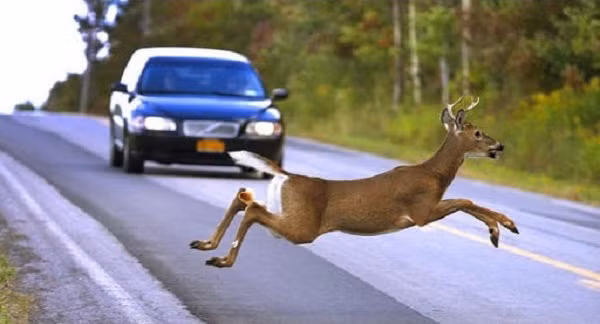 Nghe thì có vẻ khó tin nhưng những con hươu, nai hiền lành và tưởng chừng như vô hại lại là loài động vật mang đến cho con người nhiều cái chết nhất. Trên thực tế, có khoảng 130 người tử vong mỗi năm do chúng sang đường đột ngột và gây tai nạn cho những chiếc ô tô không kịp phản ứng.