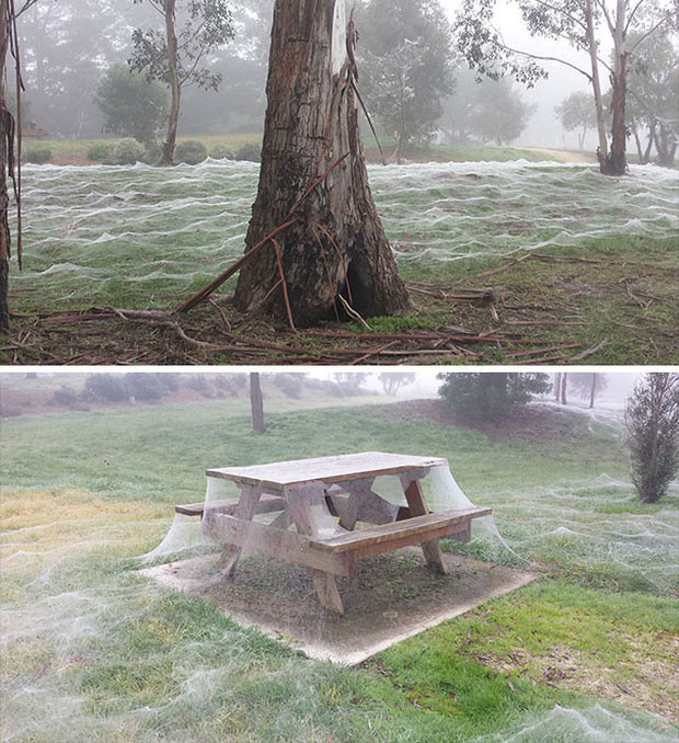 Hình ảnh rùng rợn như trong phim kinh dị này thực chất là tác phẩm của những ''người bạn 8 chân'' tại xứ sở Kangaroo.