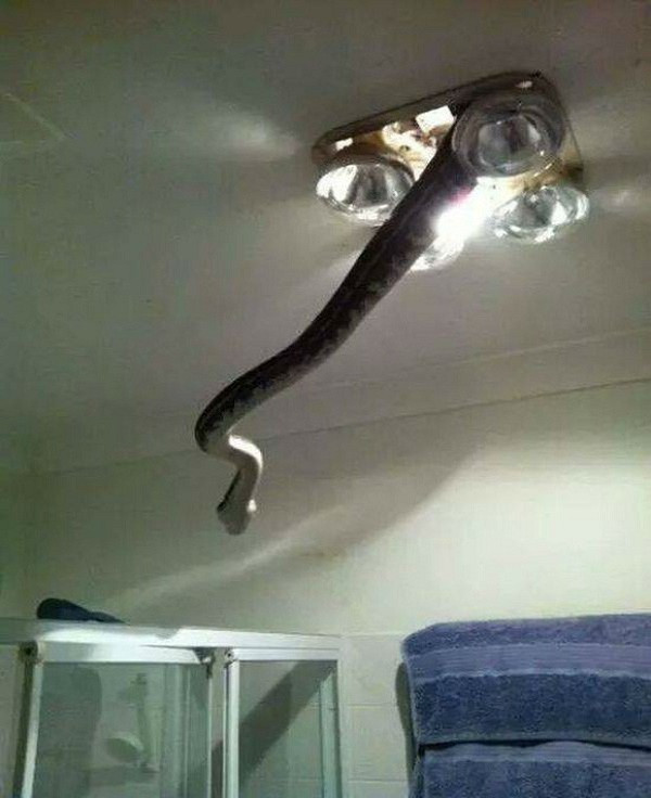 hay thậm chí chui ra từ hộp đèn thế này không phải là điều hiếm gặp.