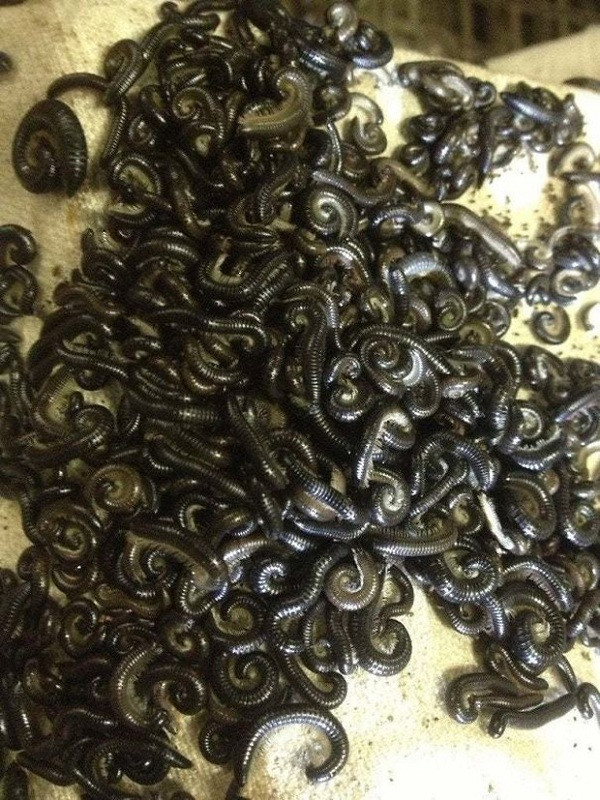 Hình ảnh rùng rợn về thiên nhiên ở Úc khiến những người ''thần kinh thép'' cũng phải khiếp sợ. Cứ vào mùa đông, những con rết đen Bồ Đào Nha lại xâm chiếm miền nam Australia.