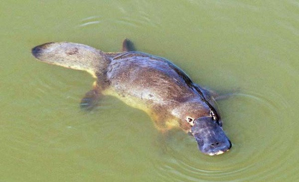 Thú mỏ vịt - loài động vật kỳ lạ mà bạn chỉ có thể tìm thấy ở Úc. Nó có ngoại hình kết hợp giữa đặc điểm của nhiều loài: chiếc mỏ giống loài vịt, đuôi giống hải ly và bàn chân có màng của loài rái cá.