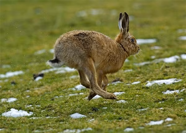 Thỏ nâu hay còn gọi là thỏ rừng châu Âu đứng cuối trong top 10 loài động vật chạy nhanh nhất thế giới. Đôi chân sau dài cho phép chúng chạy đến tốc độ hơn 77km/h, tương đương với kẻ săn mồi của chúng là cáo đỏ.