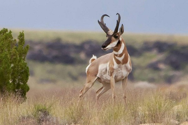 Một loài linh dương khác là linh dương sừng nhánh có thể chạy ở tốc độ 98 km/h khi bị rượt đuổi bởi kẻ săn mồi.