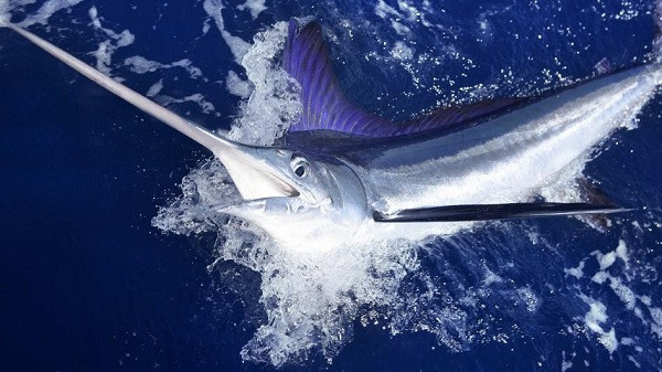 Cá cờ xanh với cái mũi nhọn hoắt như cây kiếm có thể bơi dưới nước nhanh ngang với tốc độ của linh dương đầu bò trên cạn.