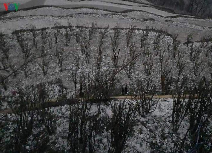 Địa hình vùng cao vốn khắc nghiệt, để cây trồng có thể sống được là công lao nỗ lực của chính quyền và sự cần mẫn của người dân bao đời, vậy mà toàn bộ diện tích cây trồng của người dân đã mất đi trong vài chục phút bởi mưa đá, gió lốc.