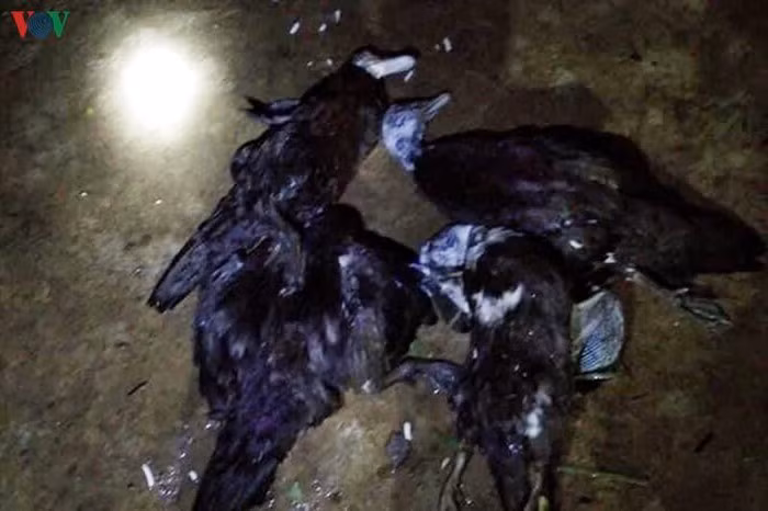 Mưa đá, gió lốc đã gây thiệt hại lớn cho sản xuất nông nghiệp của địa phương.