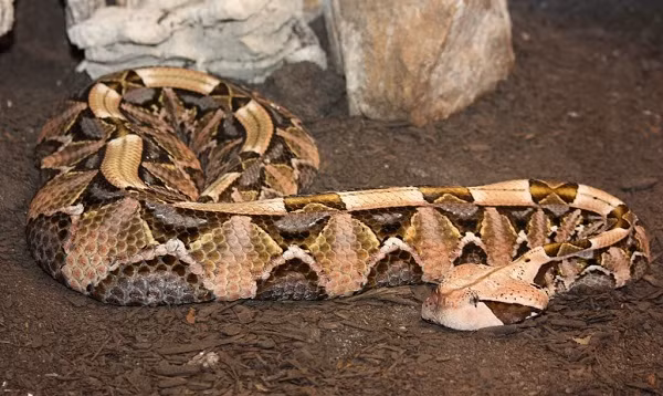  Rắn hổ lục Gaboon thuộc phân họ Viperidae, chủ yếu phân bố ở nơi có độ cao thấp thuộc vùng hạ Sahara (Nam Phi). Nó còn có tên gọi khác như rắn hổ bướm xám, rắn phì rừng rậm, rắn hổ xám Gaboon,...và có khả năng chịu nắng nóng rất tốt.