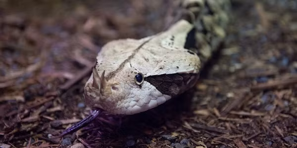 Vết cắn của rắn hổ lục Gaboon chứa lượng độc cực cao, ban đầu có thể khiến sưng phồng, đau dữ dội, co giật, bất tỉnh, hoạt tử… Sau đó nếu không được sơ cứu kịp thời thậm chí có thể dẫn đến tử vong.