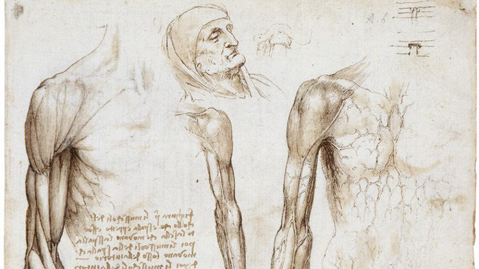 Để hiểu rõ cơ chế chuyển động của cơ thể Da Vinci giải phẫu khoảng 30 xác chết và tiến hành vẽ chi tiết cấu trúc cơ thể người dưới ánh nến. Ông sử dụng một tấm vải che cả mũi và miệng khi làm công việc này.