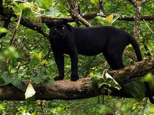 Thuc hu thong tin bao den gan 100kg xuat hien tai Dong Nai
