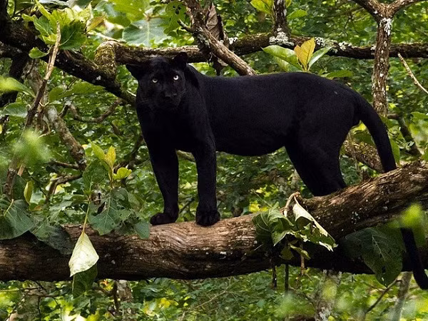 Thuc hu thong tin bao den gan 100kg xuat hien tai Dong Nai