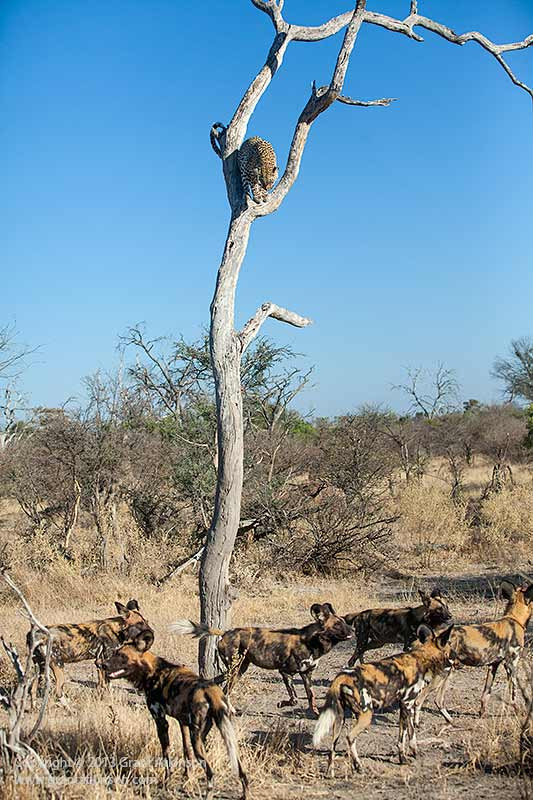 Nổi tiếng là tay săn mồi điêu luyện vùng hoang mạc châu Phi, tuy nhiên báo đốm thường lép vế hơn khi đối đầu với một số loài ăn thịt đi theo bầy khác như linh cẩu hay chó hoang.
