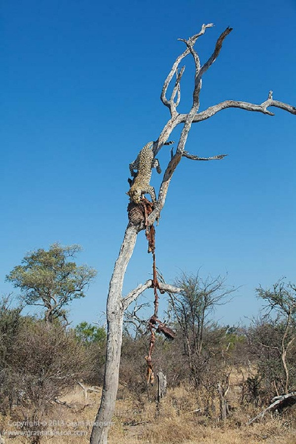 Thật không may, đây là một cái cây khô, khá yếu. Báo đốm trở nên run rẩy trên ngọn cây đến mức không giữ được miếng mồi vừa cướp được, trong khi bên dưới là bầy chó đang chực chờ sẵn.