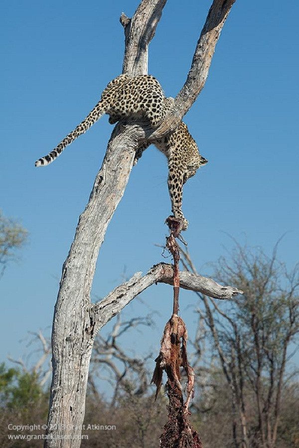 Nhiếp ảnh gia cho biết đây là một con báo đốm cái, còn khá non. Có thể do quá đói nên nó mới liều lĩnh đi cướp mồi của đàn chó hoang.