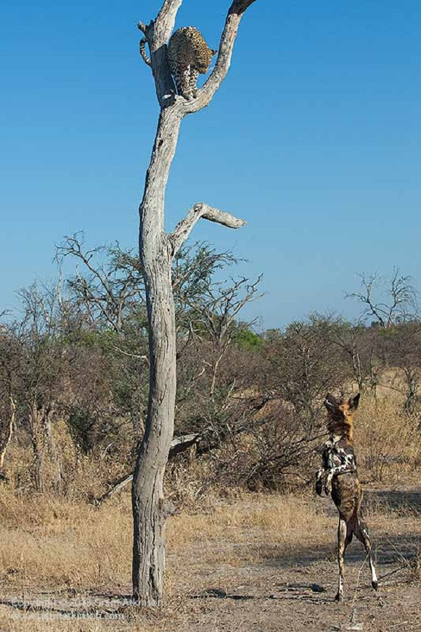 Khi bị chó hoang bao vây phía dưới, báo đốm chỉ dám gầm gừ chứ không dám đối đầu trực tiếp.