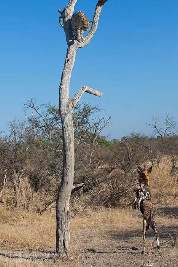 Khi bị chó hoang bao vây phía dưới, báo đốm chỉ dám gầm gừ chứ không dám đối đầu trực tiếp.