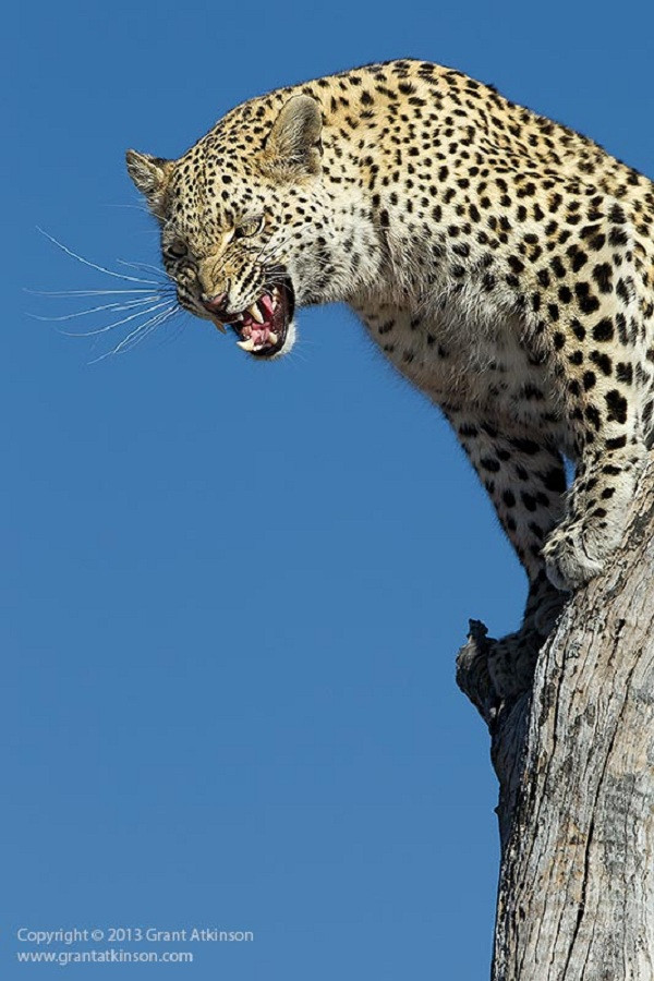 Sau khi con chó hoang cuối cùng bỏ đi, báo đốm rón rén trèo xuống và rời đi nhanh chóng.