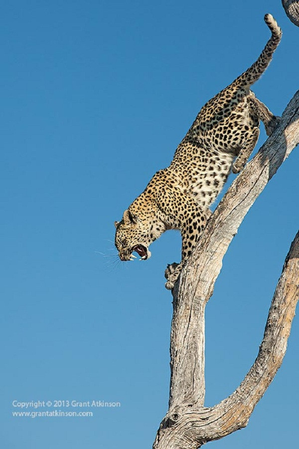 Báo đốm gầm gừ, nhe răng đe dọa đàn chó hoang nhưng...chẳng con nào sợ, thậm chí còn túc trực dưới gốc cây đến gần một ngày. Không thể làm gì khác, báo đốm run rẩy ngồi yên trên ngọn cây.