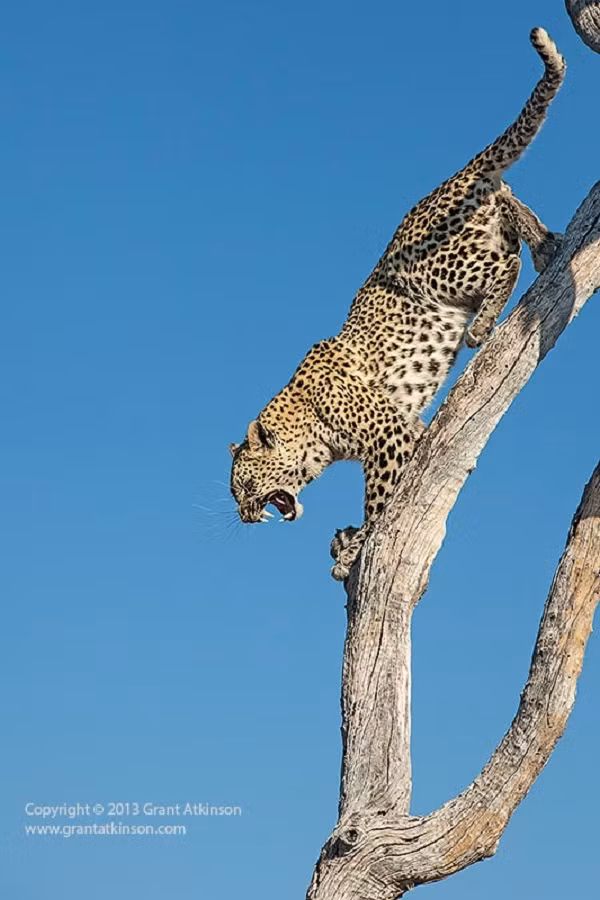 Báo đốm gầm gừ, nhe răng đe dọa đàn chó hoang nhưng...chẳng con nào sợ, thậm chí còn túc trực dưới gốc cây đến gần một ngày. Không thể làm gì khác, báo đốm run rẩy ngồi yên trên ngọn cây.