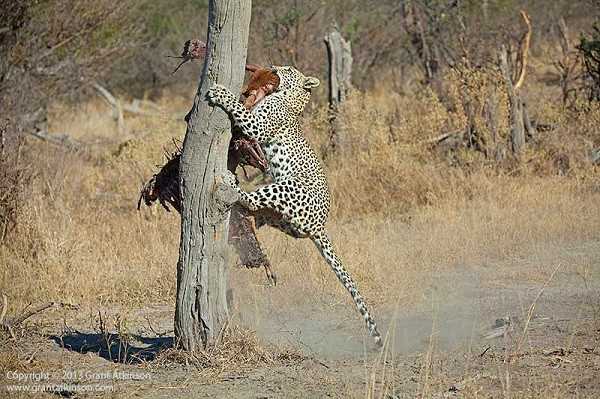 Con báo đốm nhanh chóng ''chôm'' miếng mồi, tìm kiếm một thân cây đủ cao, nhanh thoăn thoắt leo lên trên ngọn.