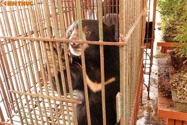 Hiện tại cả ba chú gấu James, Bân và Alice đã được Trung tâm Cứu hộ Gấu Việt Nam tiếp nhận. Trung tâm thuộc Tổ chức Động vật Châu Á, tại Vườn quốc gia Tam Đảo, tỉnh Vĩnh Phúc cũng là nơi những chú gấu Việt Nam ''nghỉ dưỡng'' và được chăm sóc sau khi được giải cứu từ các vụ săn bắt trái phép và buôn lậu.