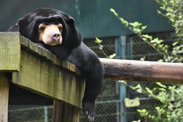 Đối với các cá thể gấu con được giải cứu, chúng được cách ly chăm sóc ở một khu nhà riêng yên tĩnh và có chế độ ăn uống hợp lý để bảo đảm sức khỏe.