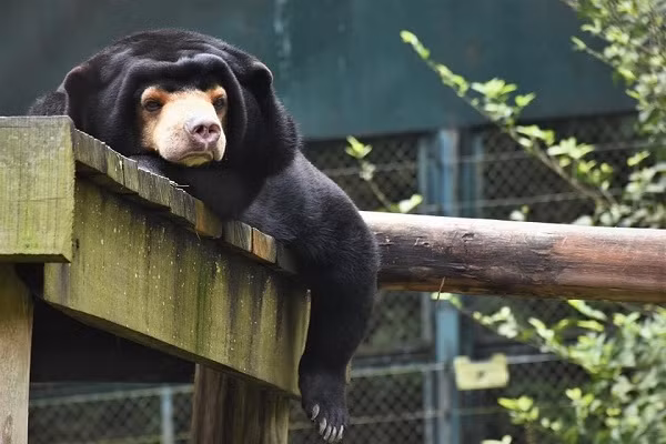 Đối với các cá thể gấu con được giải cứu, chúng được cách ly chăm sóc ở một khu nhà riêng yên tĩnh và có chế độ ăn uống hợp lý để bảo đảm sức khỏe.