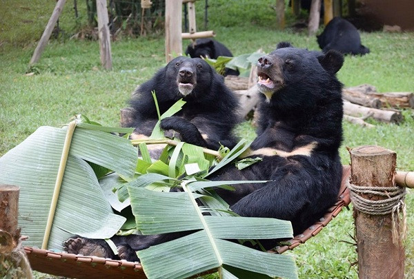 Khoảnh khắc hai chú gấu thích thú ăn lá chuối và chơi đùa, đủ để thấy chúng thoải mái và hài lòng thế nào với cuộc sống hiện tại.