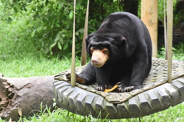 Gấu chó có khu bán hoang dã riêng tại trung tâm.