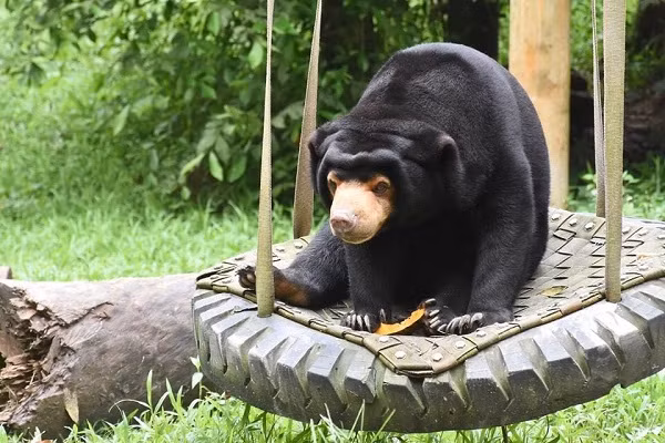 Gấu chó có khu bán hoang dã riêng tại trung tâm.