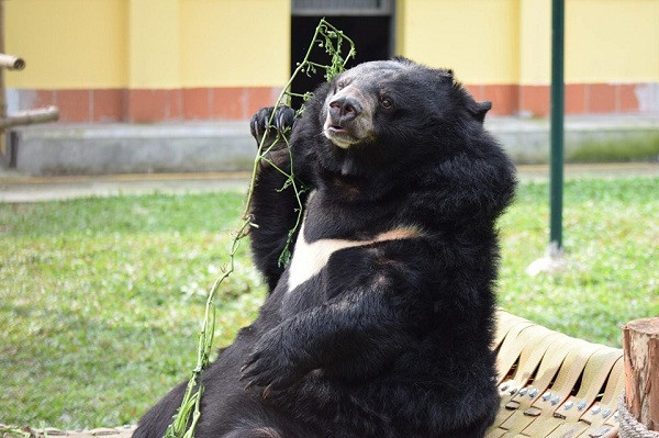 Các cá thể gấu trưởng thành mà Trung tâm tiếp nhận ở Việt Nam có trạng thái bệnh lý rất khác nhau như tổn thương cơ thể, còi xương, nhiễm trùng, thiếu dinh dưỡng,...