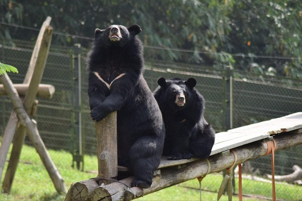 Chính vì thế, Trung tâm Cứu hộ với không gian bán hoang dã ngoài trời được thiết kế và trang bị nhằm khuyến khích các hành vi tự nhiên của gấu. Nhờ đó những chú gấu nhanh chóng thích nghi và hòa nhập với môi trường hoang dã.
