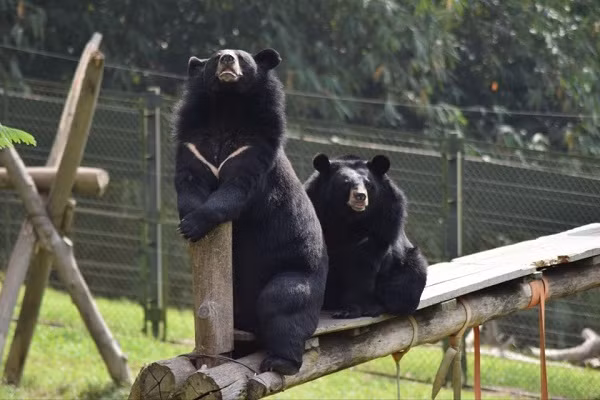 Chính vì thế, Trung tâm Cứu hộ với không gian bán hoang dã ngoài trời được thiết kế và trang bị nhằm khuyến khích các hành vi tự nhiên của gấu. Nhờ đó những chú gấu nhanh chóng thích nghi và hòa nhập với môi trường hoang dã.